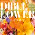 Mieko’s Garden EDIBLE FLOWER LIFE ―食べる花のある生活―